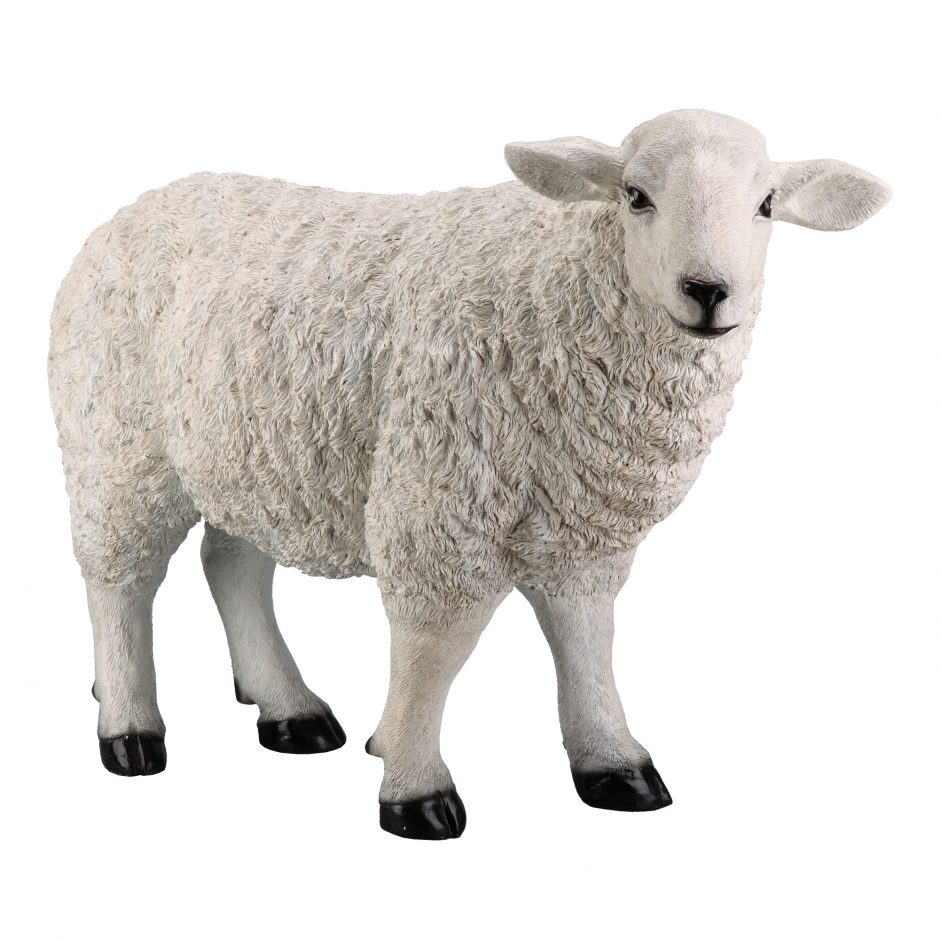 Mr Sheep