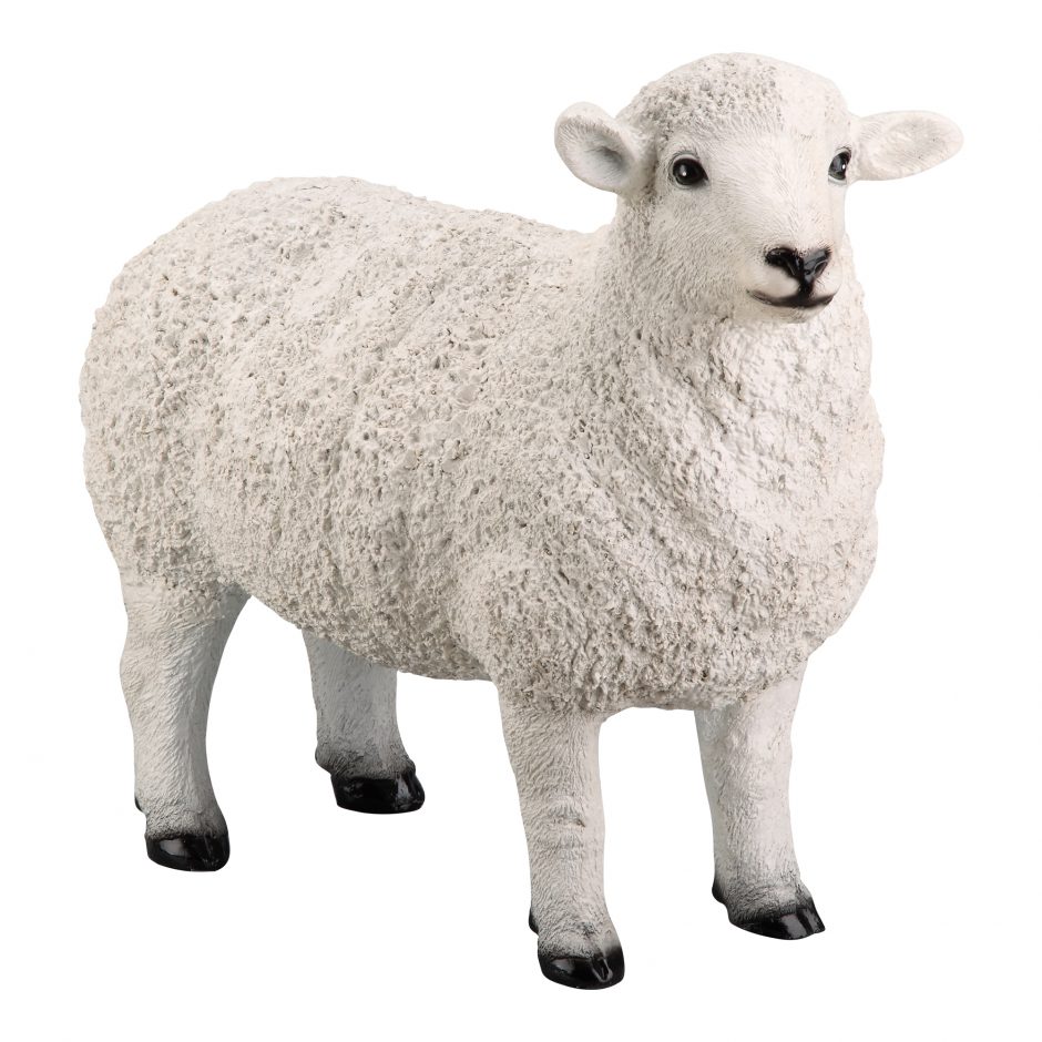 white sheep
